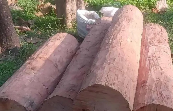पर्साको पर्सागढी नगरपालिकाबाट बन गस्ती टोलीले सालको अवैध काठ तस्करीमा संलग्न दुई जना तस्करलाई पक्राउ गर्न सफल भएको छ।