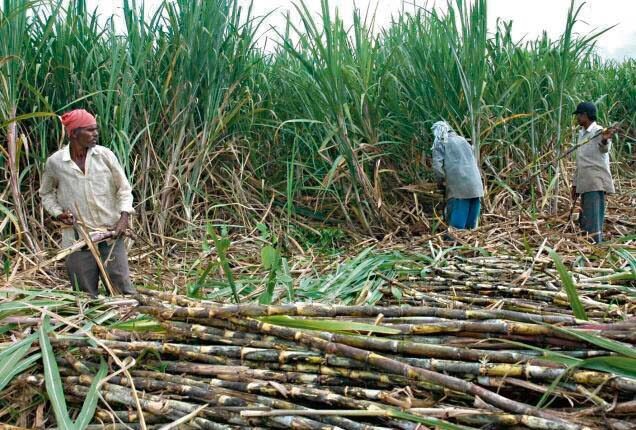 उखु किसानलाई अझै ७७ करोड अनुदान बाँकी, छठ सकिँदासमेत भुक्तानी भएन।