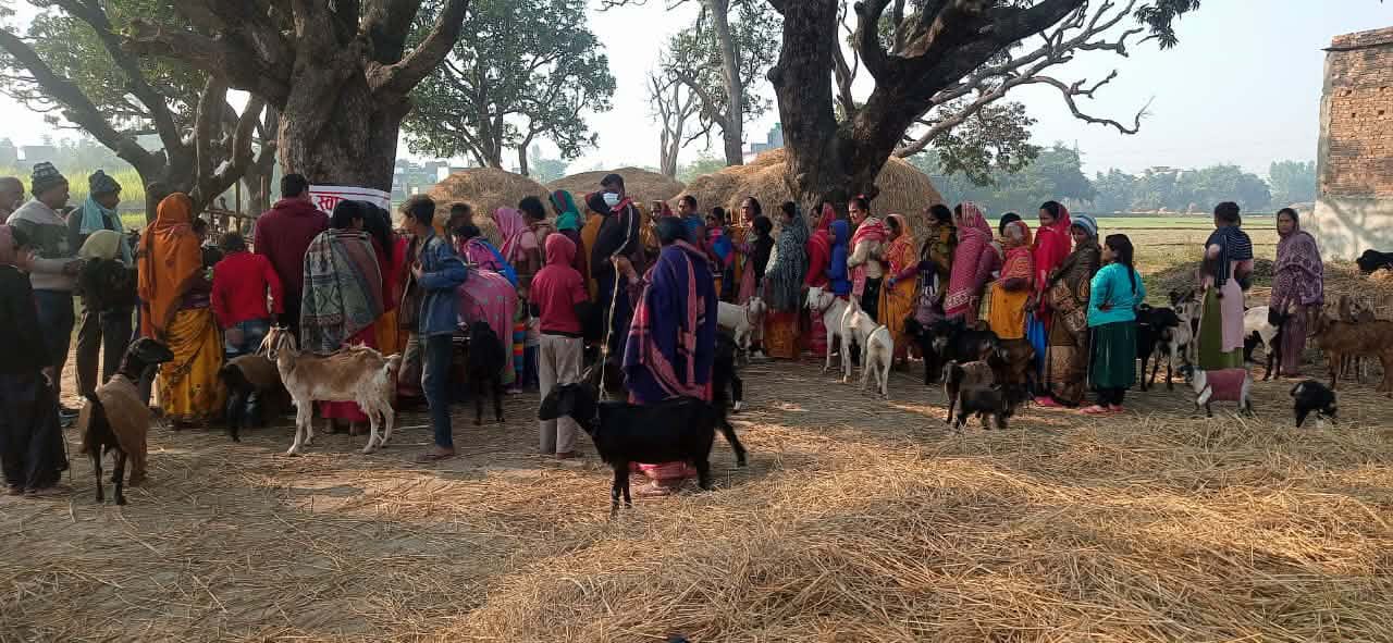 परवानीपुर गाउँपालिकामा निःशुल्क पशु स्वास्थ्य तथा बाँझोपन निवारण शिविर सम्पन्न।