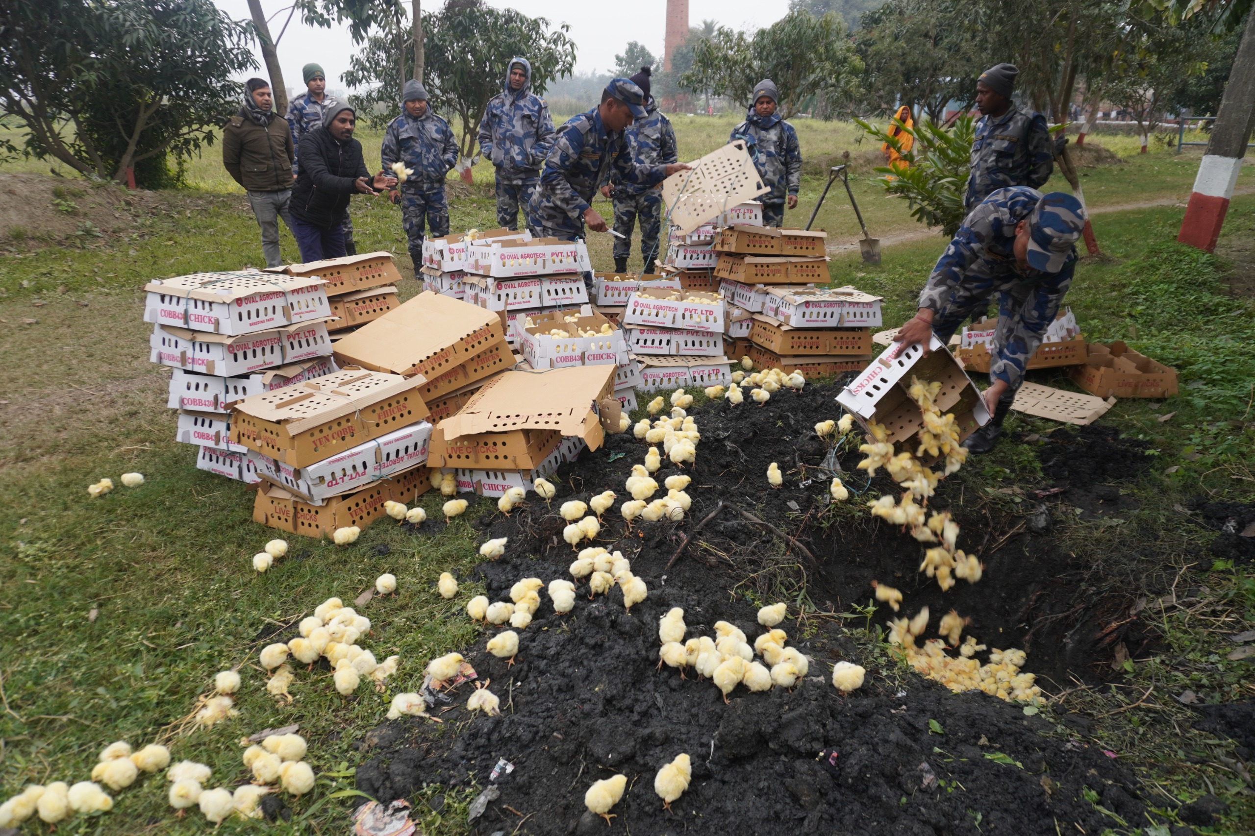 सशस्त्र प्रहरी बल नेपाल नं.१३ गण हे.क्वा पर्साबाट खटिएको टोलीले जिल्ला पर्सा जगरनाथपुर गा.पा.-५ मसियानीमा भारततर्फबाट अबैध रुप मा लयाइयेको १०,००० गोटा  ब्रोईलर कुखुराको चल्ला समातेर नष्ट गरेक