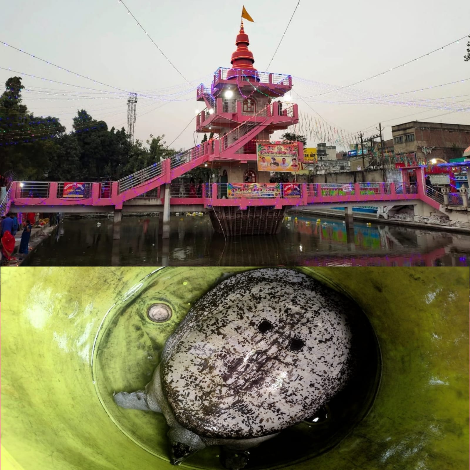 प्राचीन सूर्य मन्दिर परिसरको पोखरीमा ११ किलोको कछुवा फेला, आस्था र पर्यावरणप्रति बढ्यो चासो ।