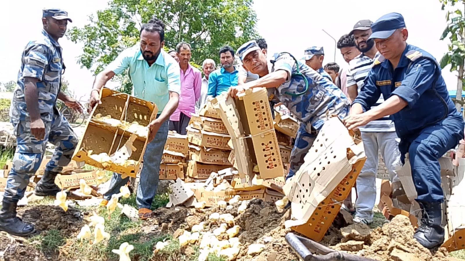 पर्सामा ठूलो परिमाणमा ब्रोइलर चल्ला बरामदपछि नष्ट।