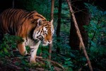 बाघको आक्रमणमा घाँस काट्न गएका बाराका पुरुषको ज्यान गयोको छ ।