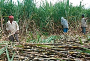 उखु किसानलाई अझै ७७ करोड अनुदान बाँकी, छठ सकिँदासमेत भुक्तानी भएन।