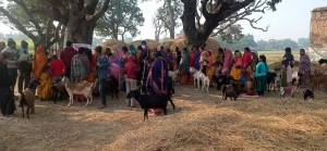 परवानीपुर गाउँपालिकामा निःशुल्क पशु स्वास्थ्य तथा बाँझोपन निवारण शिविर सम्पन्न।