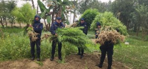 बहुदरमाइ–१ मा अवैध गाँजा खेती नष्ट, करिब एक हजार बोट उखेलेर ध्वस्त।