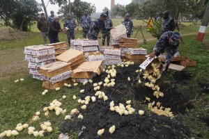 सशस्त्र प्रहरी बल नेपाल नं.१३ गण हे.क्वा पर्साबाट खटिएको टोलीले जिल्ला पर्सा जगरनाथपुर गा.पा.-५ मसियानीमा भारततर्फबाट अबैध रुप मा लयाइयेको १०,००० गोटा  ब्रोईलर कुखुराको चल्ला समातेर नष्ट गरेक