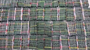 प्रतिबन्धित ट्रामाडोल ट्याब्लेटसहित दुई जना नियन्त्रणमा।