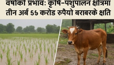 वर्षाको प्रभावः कृषि–पशुपालन क्षेत्रमा तीन अर्ब ५५ करोड रुपैयाँ क्षति।