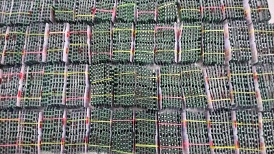 प्रतिबन्धित ट्रामाडोल ट्याब्लेटसहित दुई जना नियन्त्रणमा।