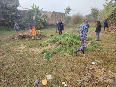 सशस्त्र प्रहरीद्वारा प्रतिबन्धित गाँजा नष्ट