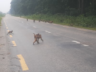 राजमार्गमा बाँदर अत्याधिक देखिएपछि दुर्घटनाको जोखिम बढयाे