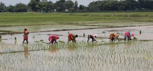धान रोपाइँ अझै ५० प्रतिशत मात्र, निरन्तर पानीको पर्खाइमा किसान।