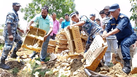 पर्सामा ठूलो परिमाणमा ब्रोइलर चल्ला बरामदपछि नष्ट।