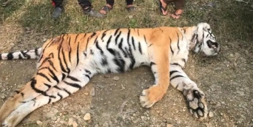 बाँकेमा पाटेबाघ मृत भेटियो