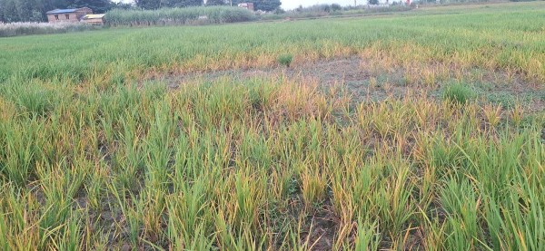 सिँचाइ अभावले धानबाली सुक्दै, किसानको लगानी संकटमा।