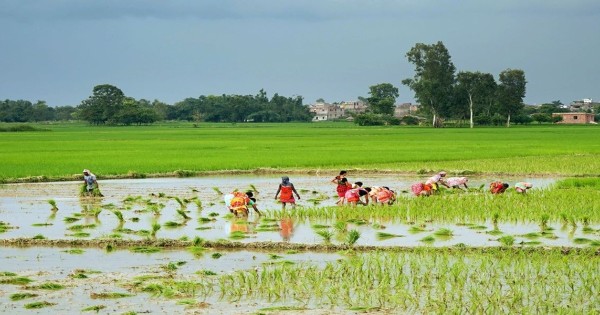 मधेशका किसान उत्साहित, तीन लाख हेक्टरभन्दा बढीमा धान रोपाइँ सम्पन्न।