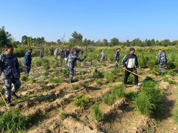 प्रहरीद्वारा ८ बिघामा लगाइएको गाँजा खेती  नष्ट