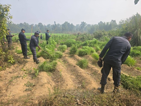 पर्साको पटेर्वा सुगौलीमा अवैध गाँजा खेती फडानी