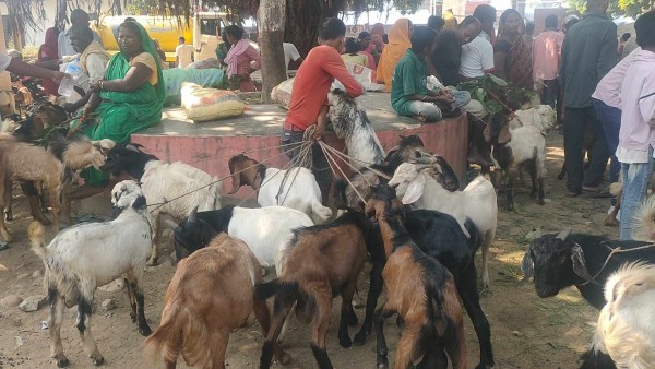 आर्थिक मन्दिकाे प्रभावः खरिद गर्ने मानिस नहुदाँ सस्ताेमा खसी-बोका बेच्न किसान बाध्य