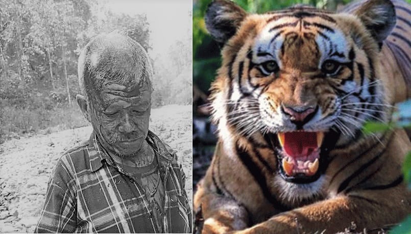 हेटौंडामा बाघको आक्रमणबाट दुई जना घाइते, एकको अवस्था गम्भीर