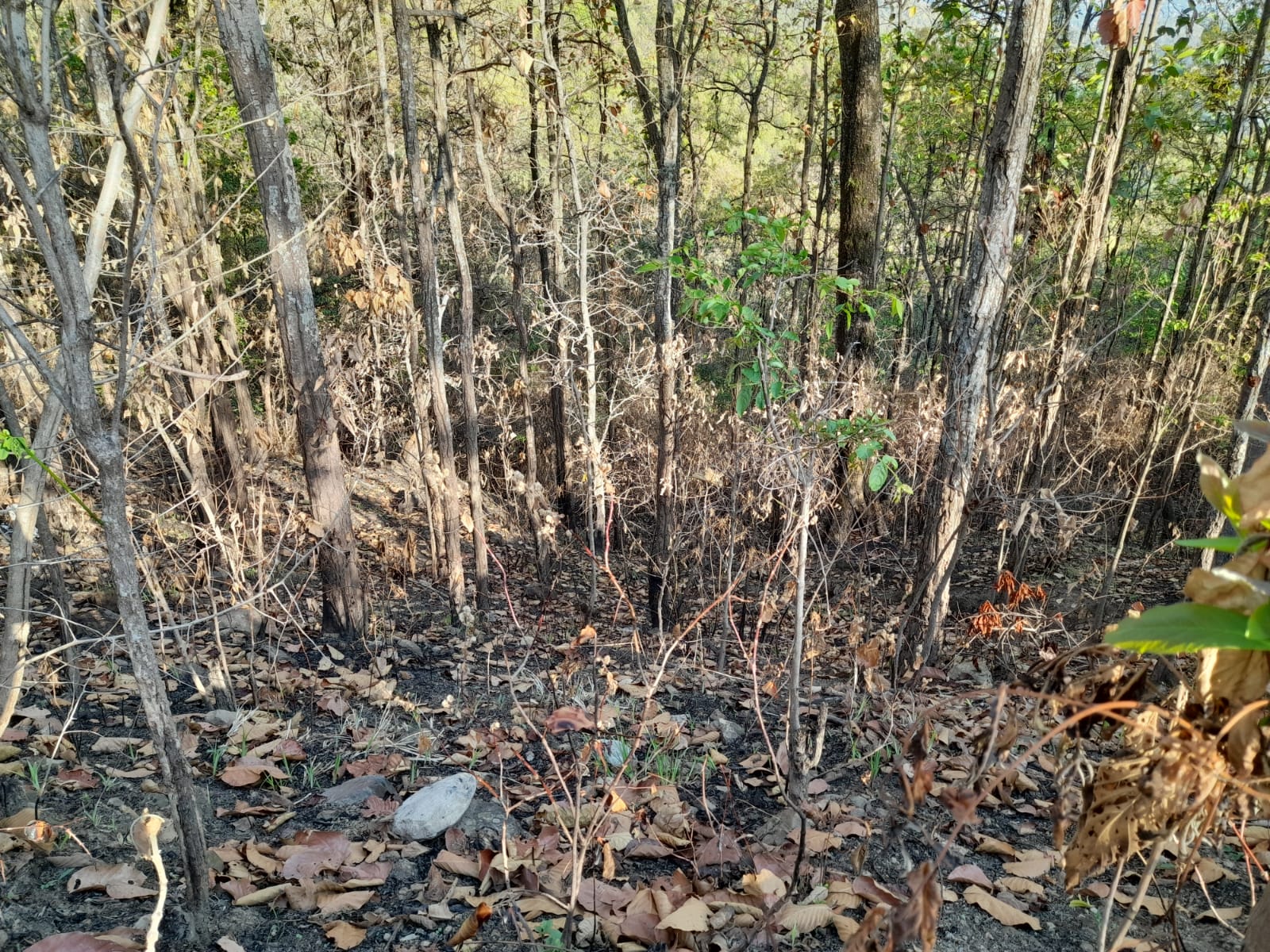 मकवानपुरमा २७ बर्ष यताकै ठुलो वन डढेलो